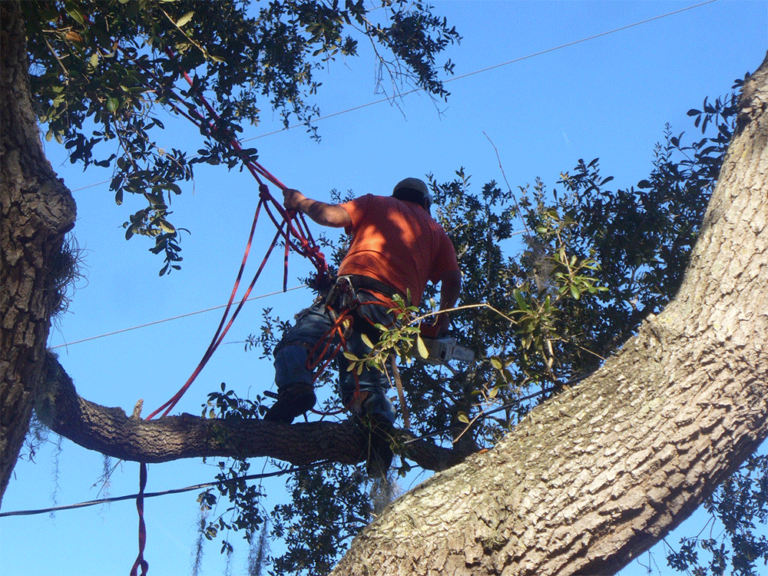 Tree service Jacksonville