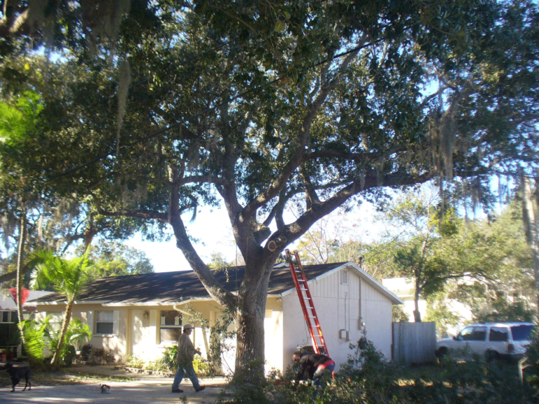 Tree Service Jacksonville Fl