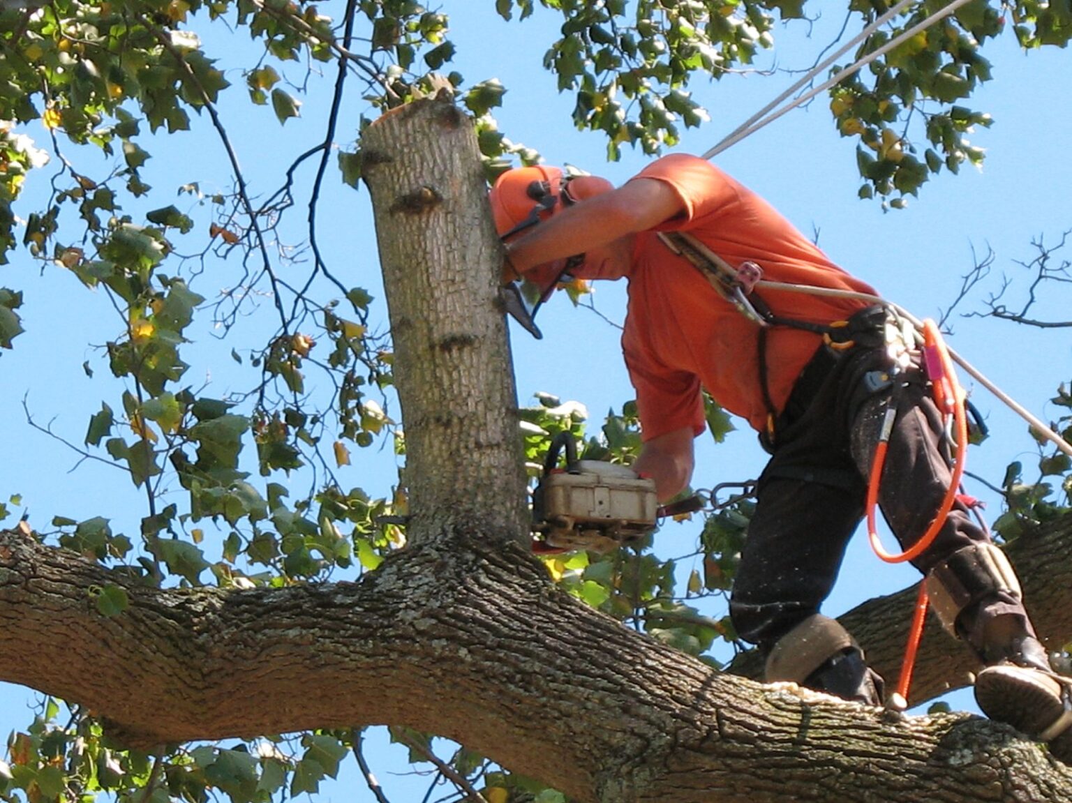 Tree Service Jacksonville FL | Tree Removal | Tree Trimming Jacksonville